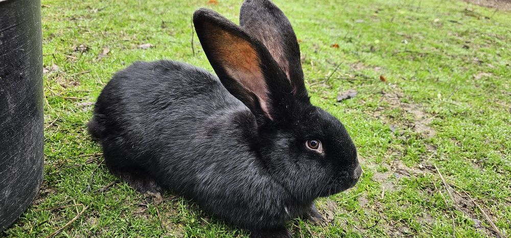 Urias de Transilvania