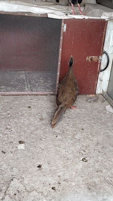 Vând fazani arginti sau schimb cu porumb contra valoarea lor