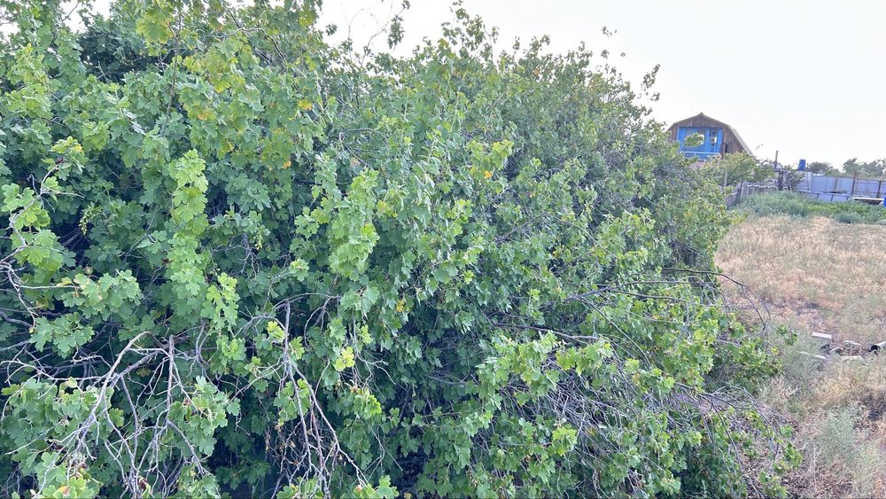 Продается дача 12 соток