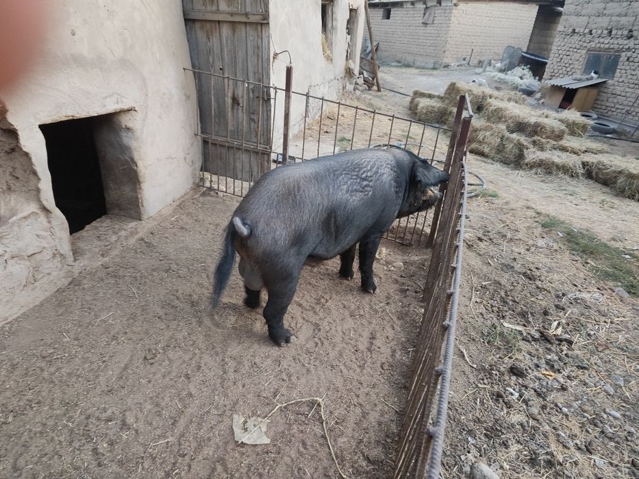 Продается кабан не кастрированый