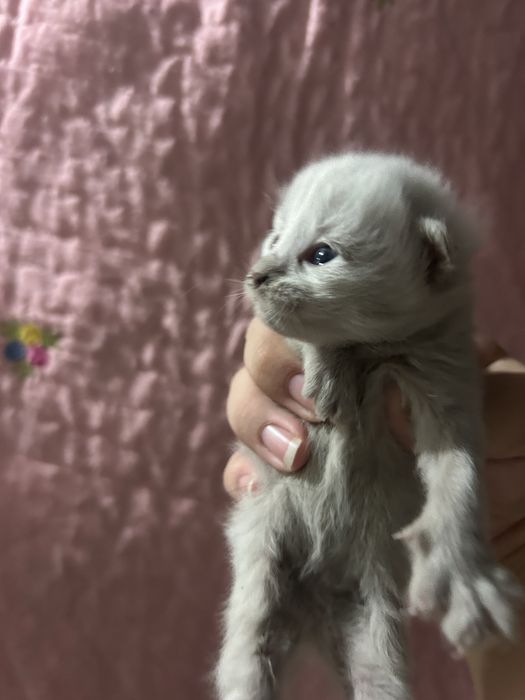 Отдаю котят в добрые руки