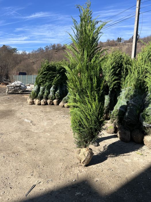 Leylandi cupressus si multe alte speci pentru curtile dumnevoastra