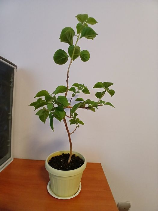 Бугенвиллея молодое растение