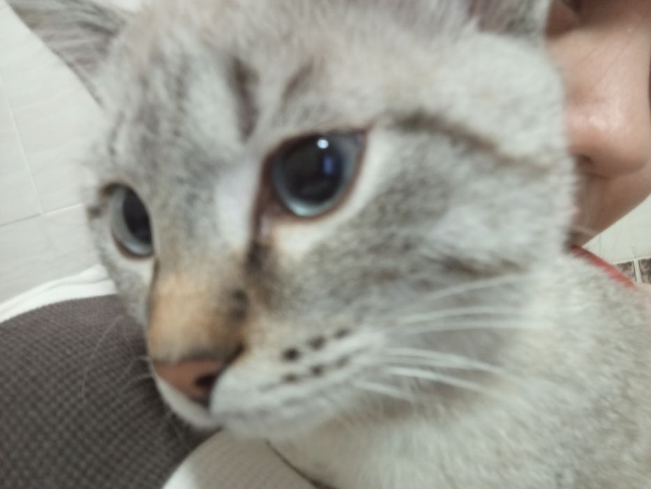 Котёнок на добрые руки