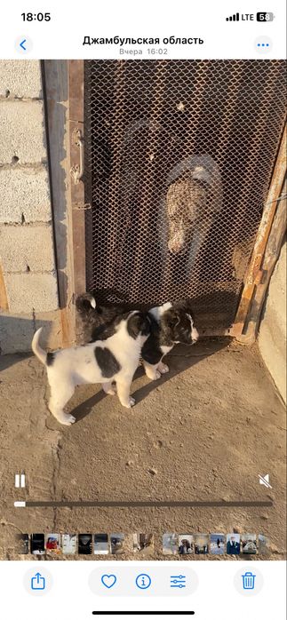 Продаю сао алабай линия хорошая