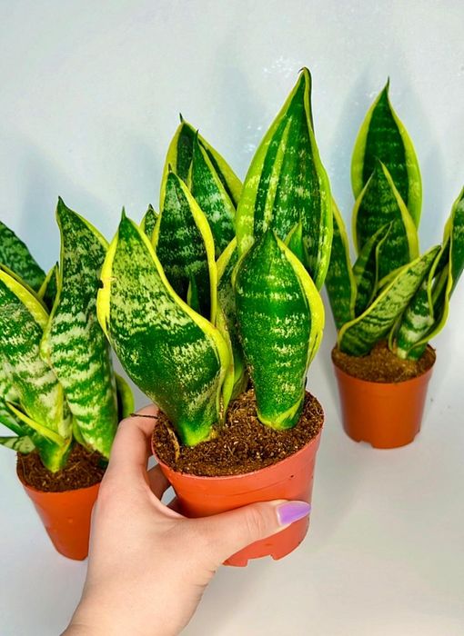 Сансенвиерия Футура Суперба