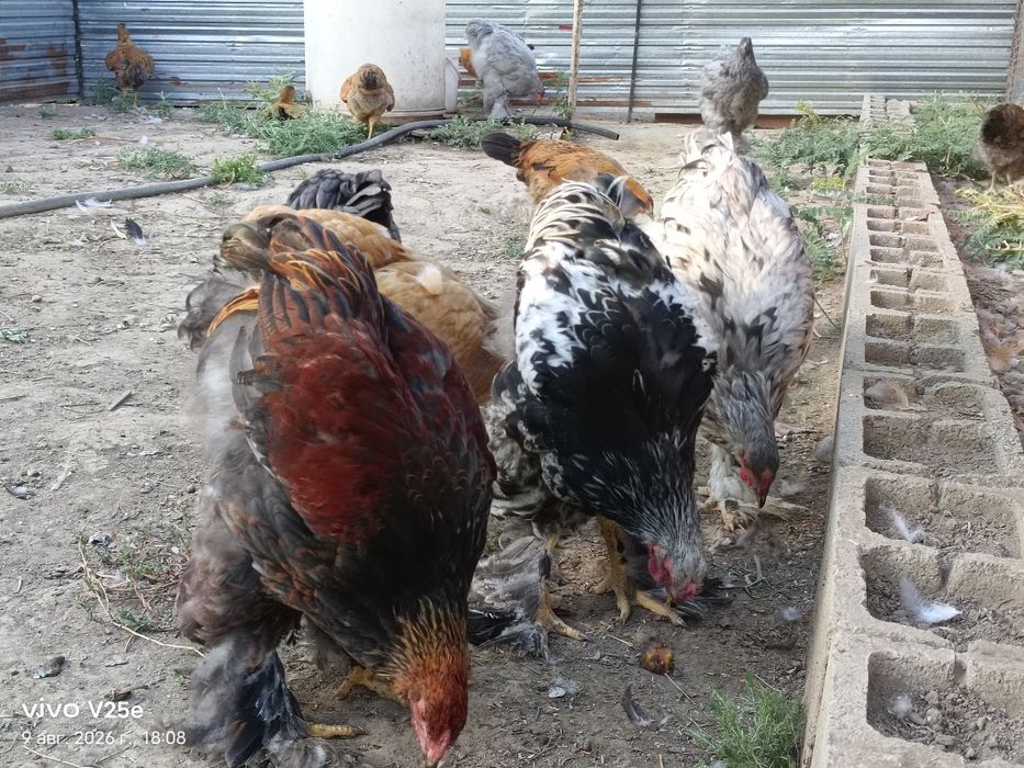 Продам цыплята брама