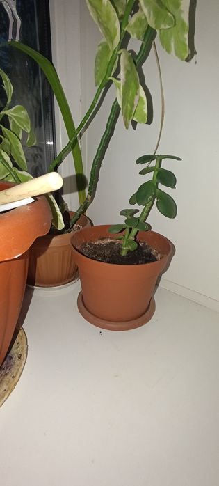 Продам денежное дерево