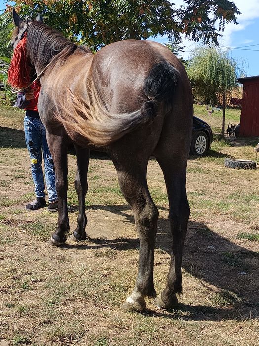 Vând mânză de 3 ani garantata de căruță