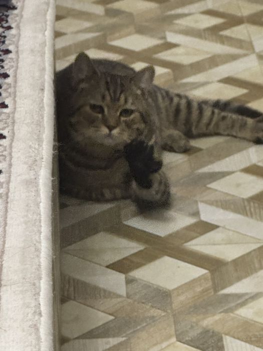 Вязка бесплатно двум котам