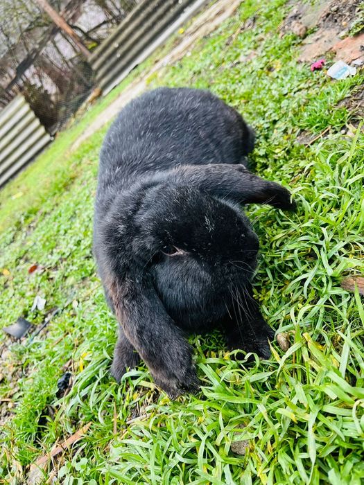 Suntem o fetiță si un baietel Berbec German Suntem frumoși și sănătoși