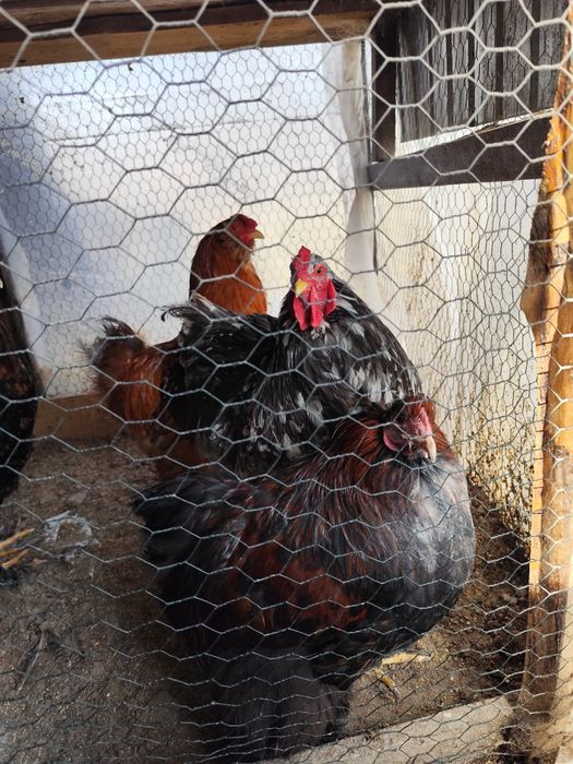 Cocoși moțați de vânzare