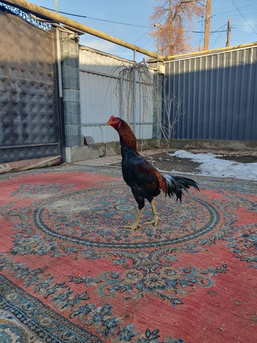 Петухи дакан бойцовые