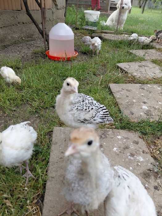 Pui de curcă românești