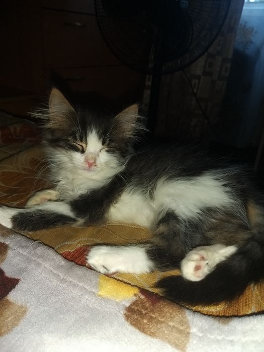 Котята в хорошие руки