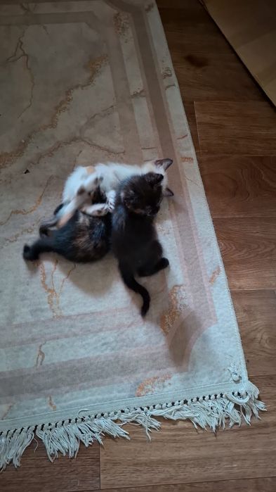Отдаем котят в добрые руки