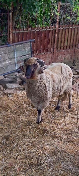 Berbec țurcan de montă de vânzare