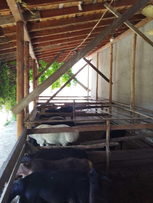 Qurbonlik uchun qoʻylar