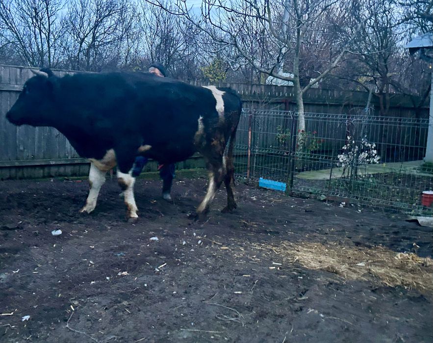 Taure vârstă 1 an și 8 luni