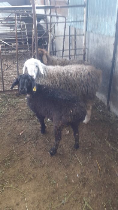 Қой сатылыды семіз тоқты