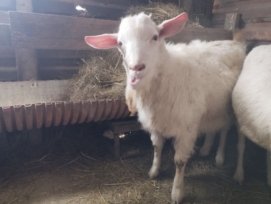 Теке сатылады 8 айлық пародисты