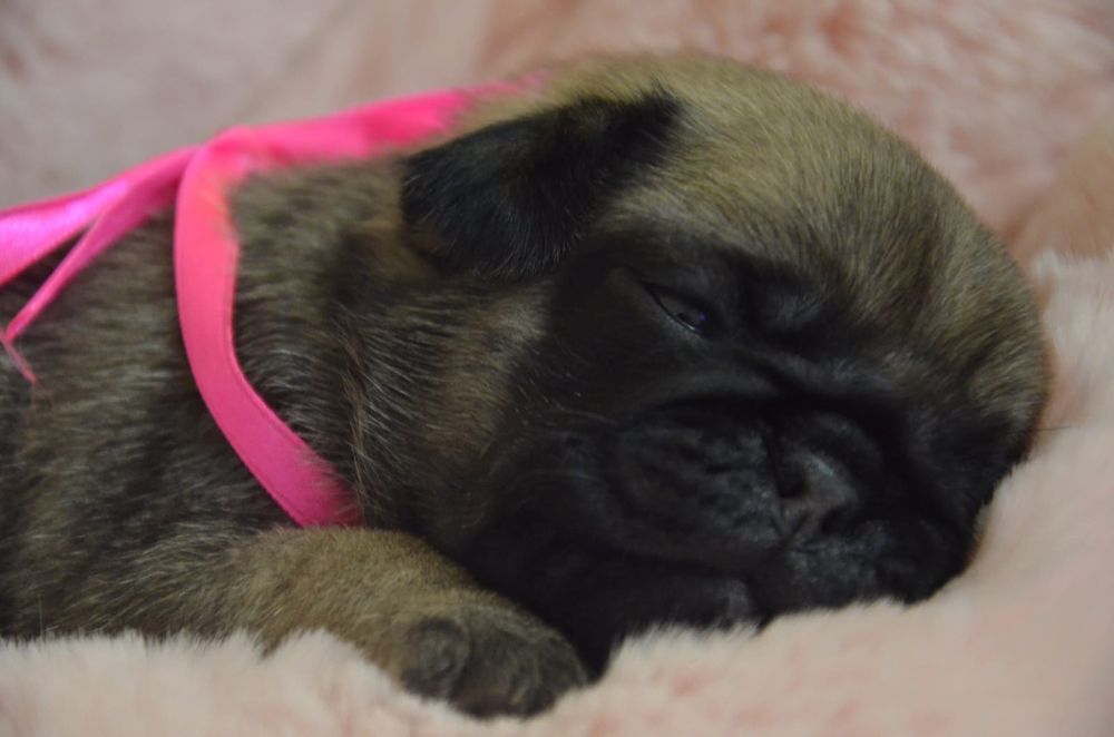 Продам щенков Мопса.