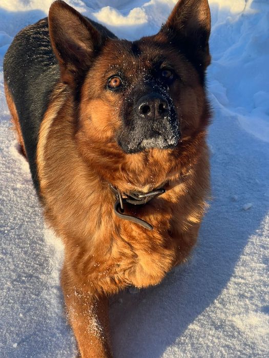 Девочки и мальчики немецкой овчарки