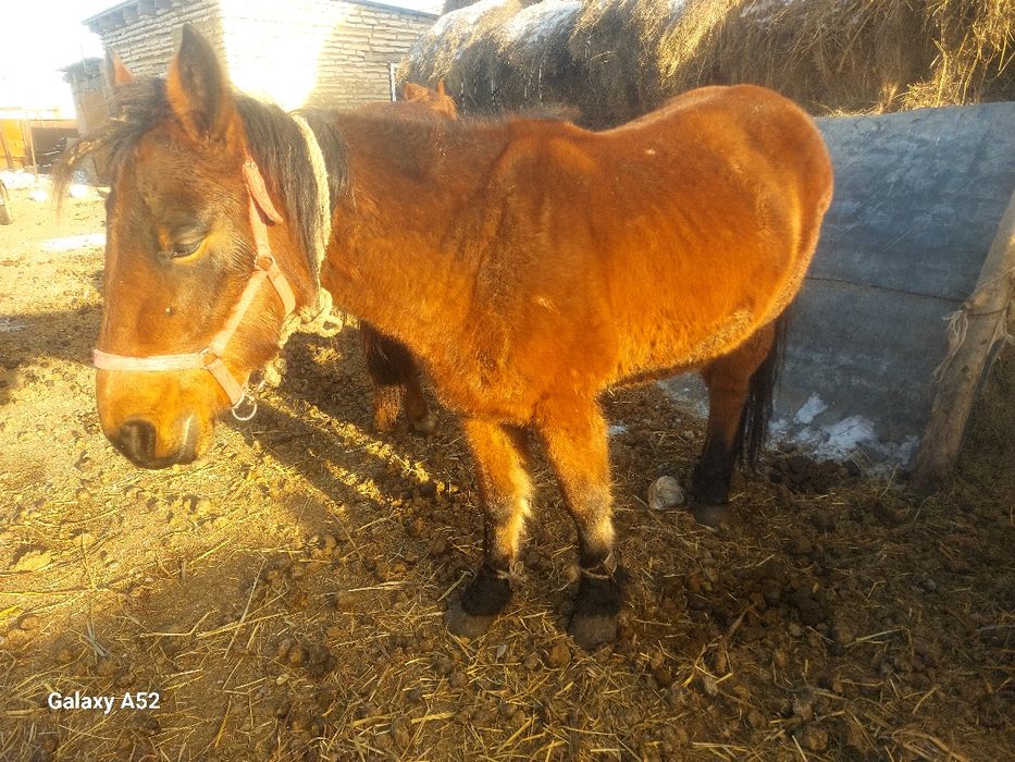 Кобылы продаются дойные ручные