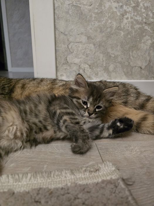Отдам котенка девочку в добрые руки!