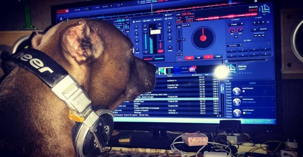 Вязка Американского Питбультерьера