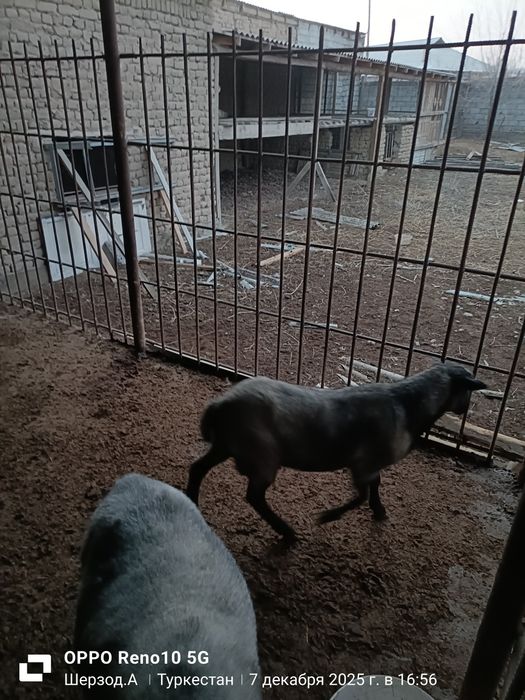 Романовский еркек тохты