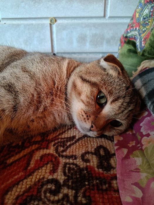 Кот вислоухий шотландец/британец