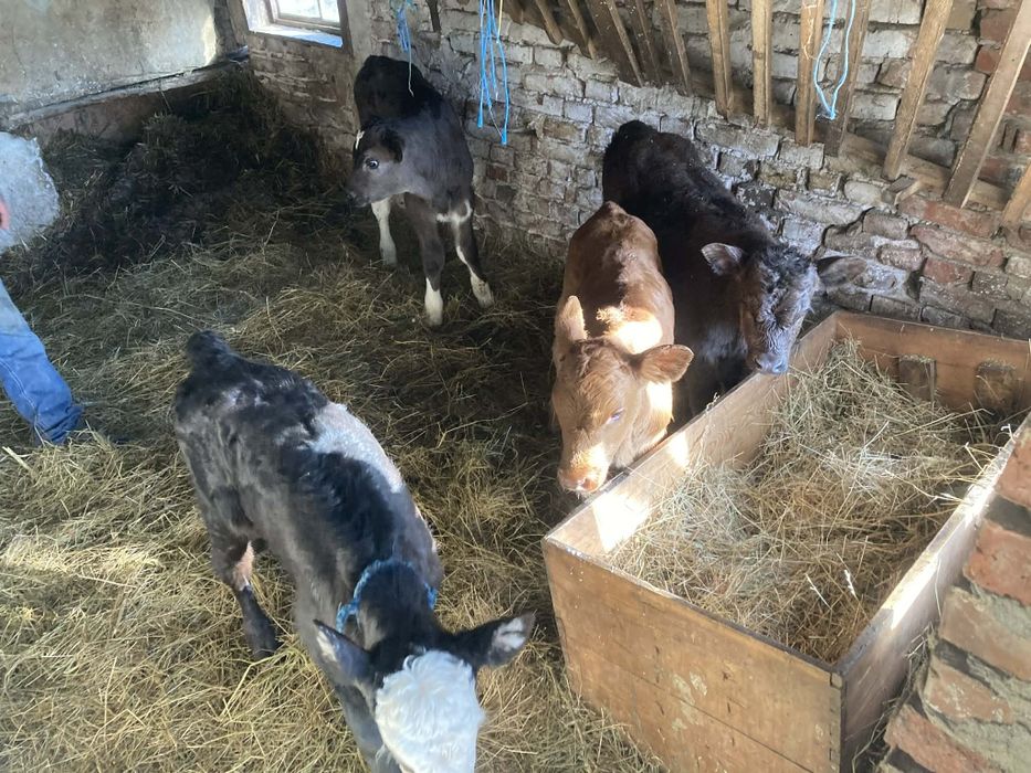 Продавам  четири телета