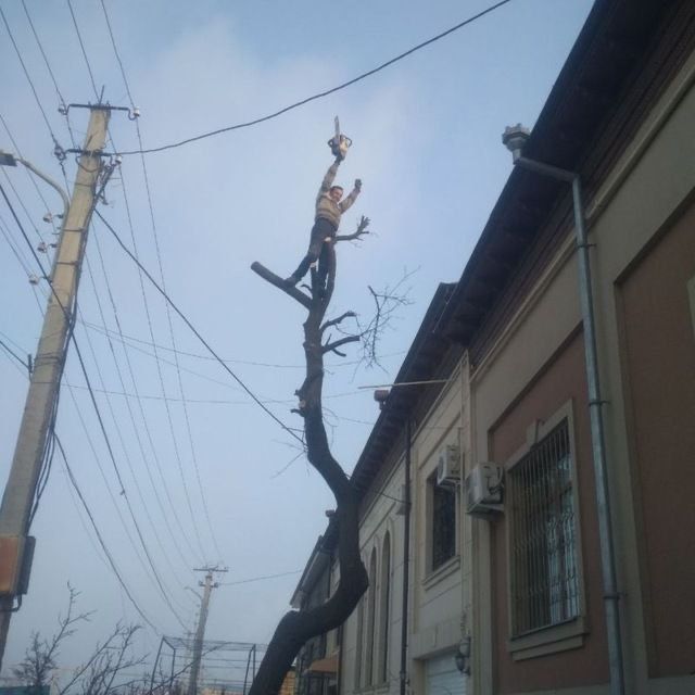 Daraxt kesish ,Обрезка деревя , дарахт кесиш хизмати . (Тошкент шахар)