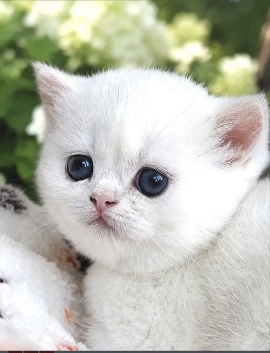 Продам драгоценных шиншиллок