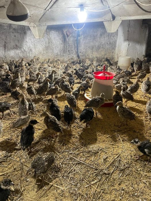 Pui de fazani comun si tenebros la 3 saptamani varsta