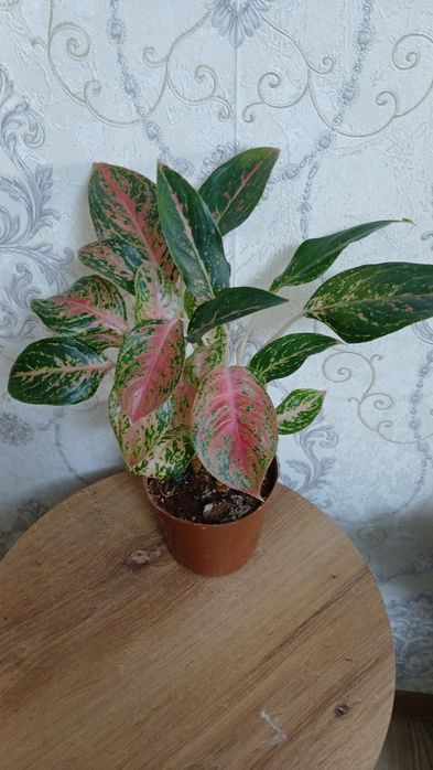 Комнатные растения