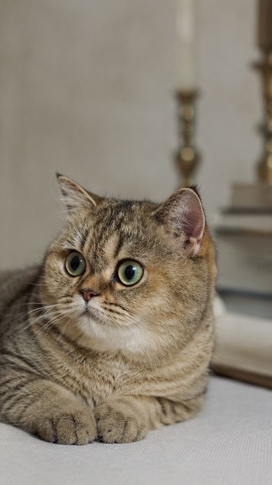 Золотистая шиншилла, кошка
