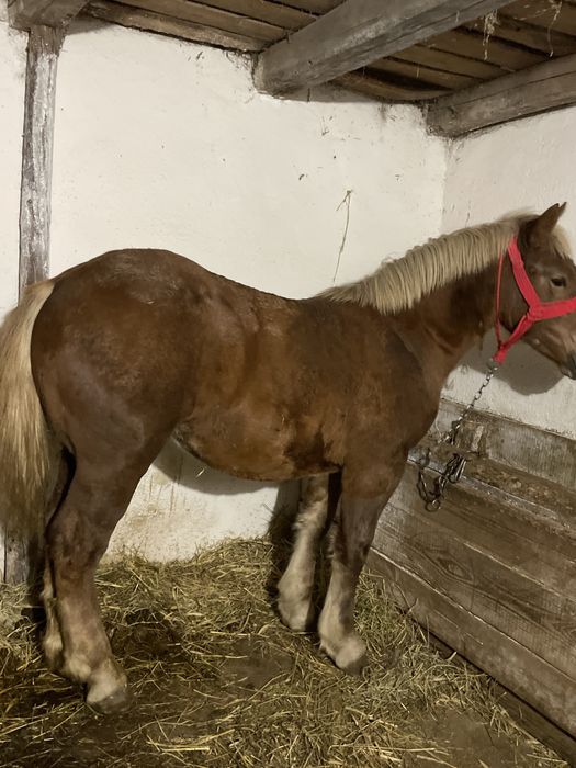 Mânza de vanzare de 7 luni