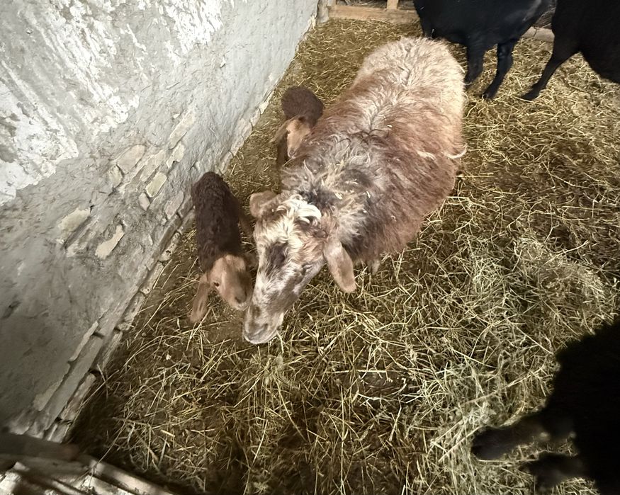 Она бола егизчи куй болалари арашан нар и модда