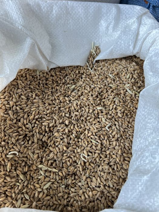 Зерноотходы всех видов