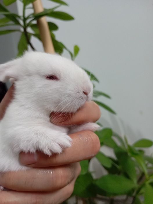 Quyon oilasi bilan sotiladi bitta erkak ikkita urgʻochi va bolalari