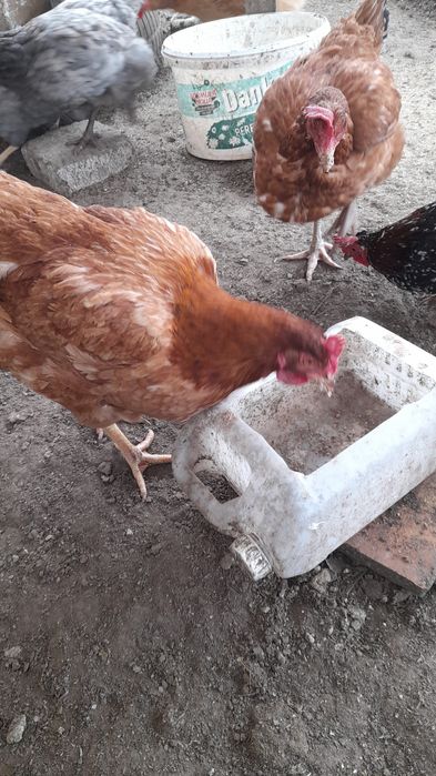 Vand puicute, tinere, sanatoase