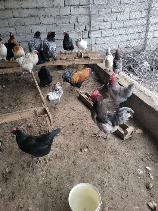 Тауык сатыладыыы