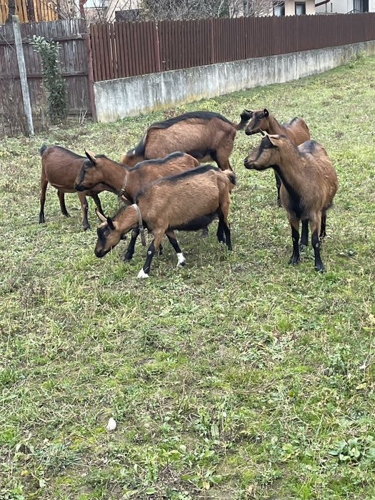 Capre alpine franceze si metisi
