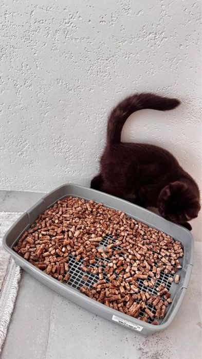 Котенок шотландский скоттиш