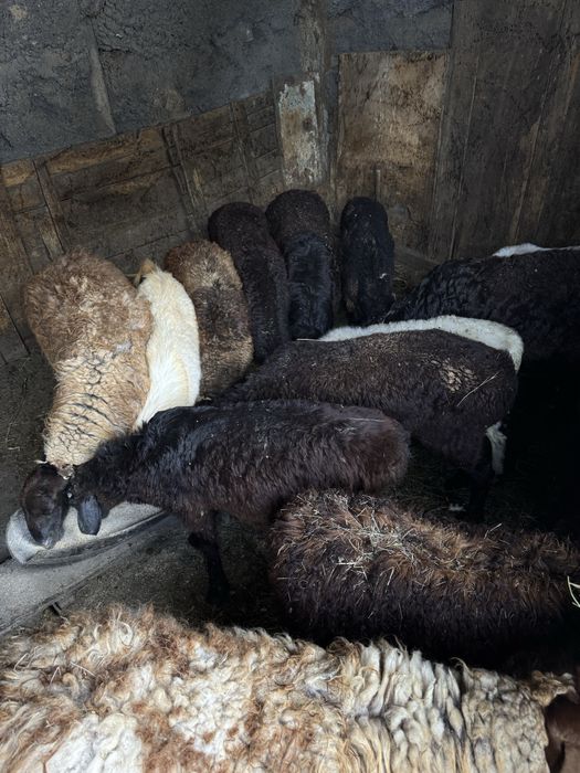 Бағлан, қой сатылымда