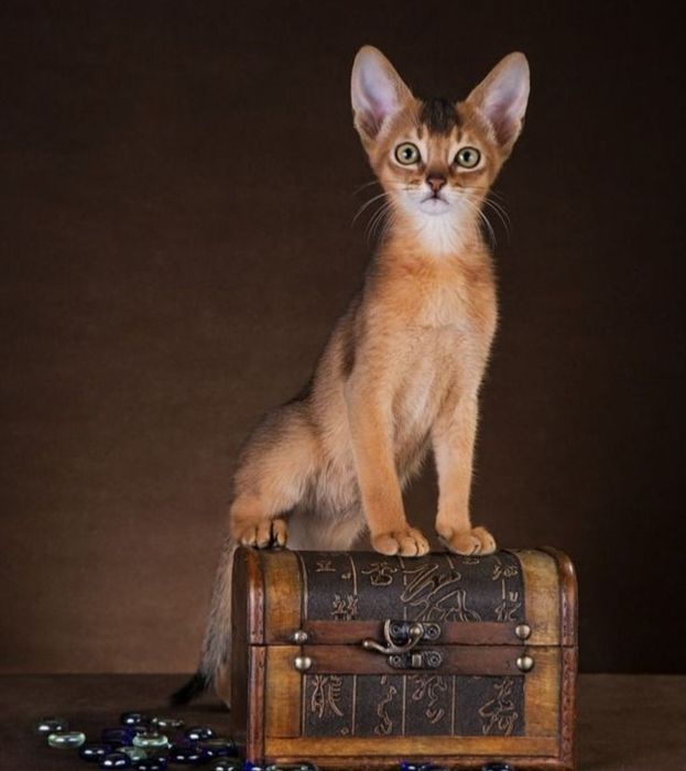 Абиссинские  малыши