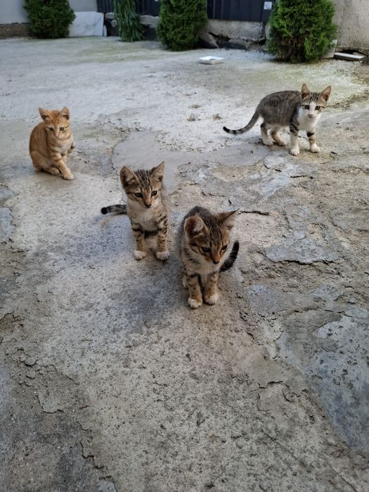 Pisicuti spre adopție