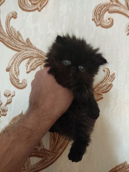 Персидские котята зксрималы